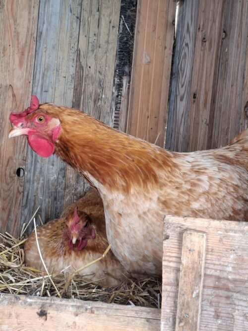 GALLINES AL NIU DINS EL GALLINER DEBOSC