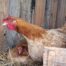 GALLINES AL NIU DINS EL GALLINER DEBOSC